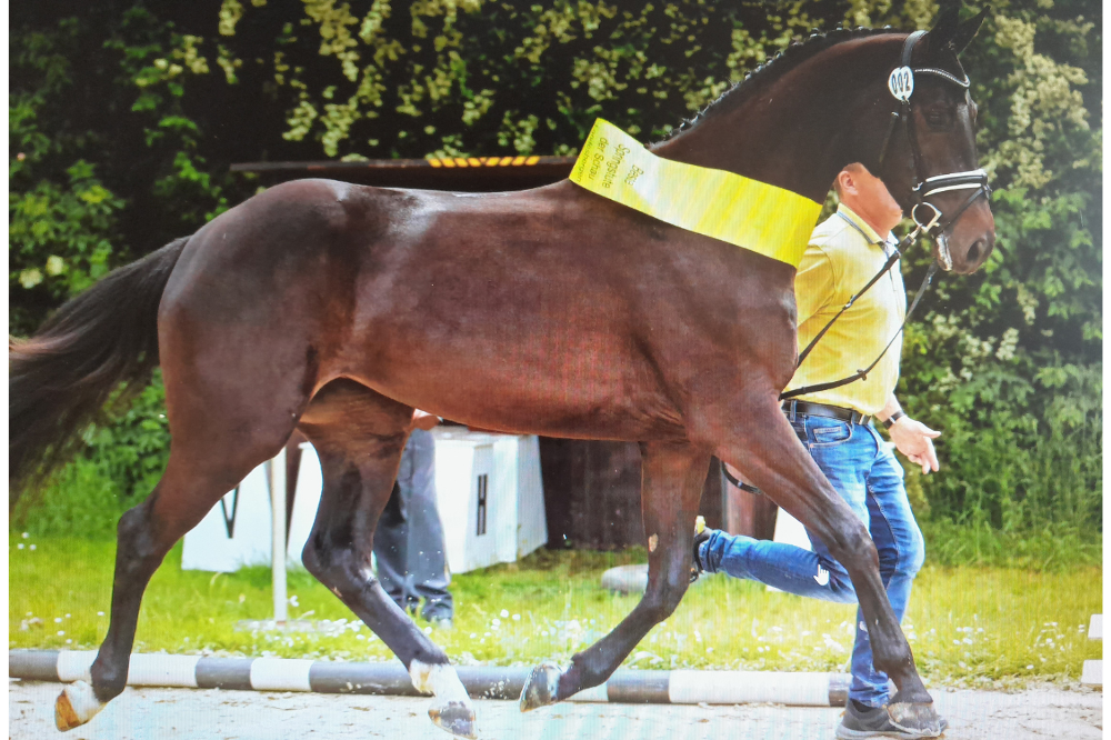 Coco Chanel_Stutenschau_Pferdezucht Kleine_Warmsen (1)