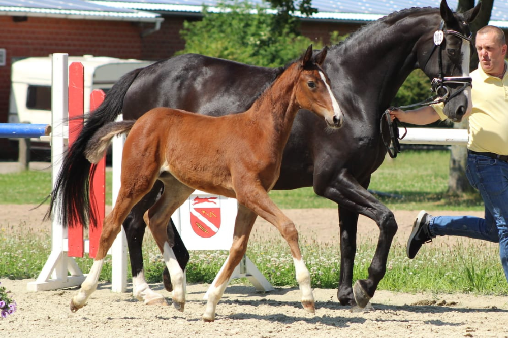 Frida Gold_Pferdezucht_Kleine_Warmsen