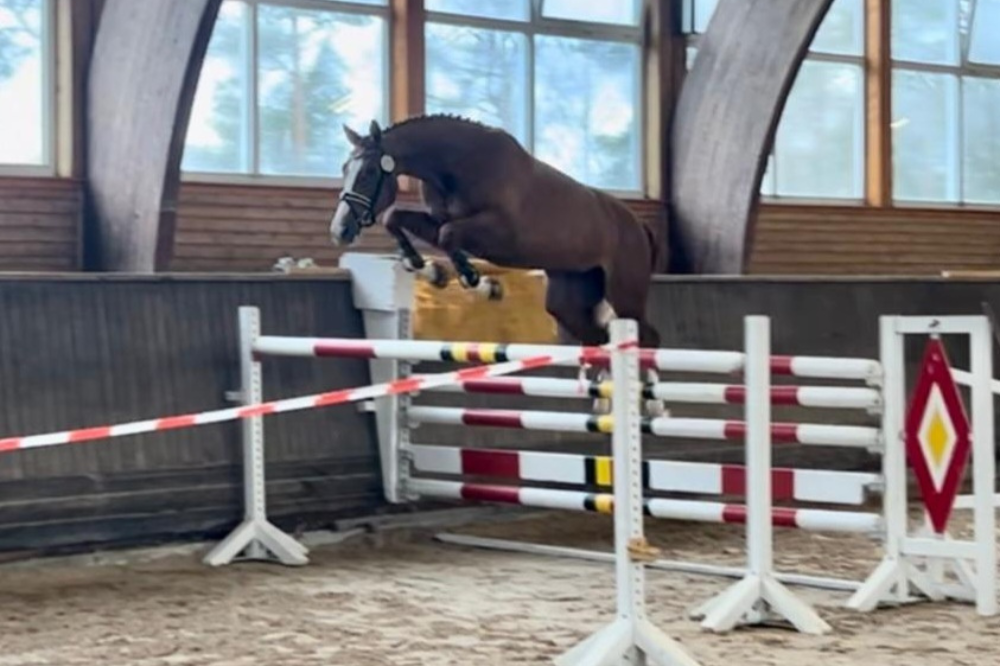 Sofia Lolita_ZSP_Pferdezucht Kleine_Warmsen