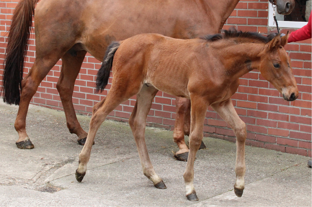 Diacosal_Pferdezucht Kleine_Warmsen