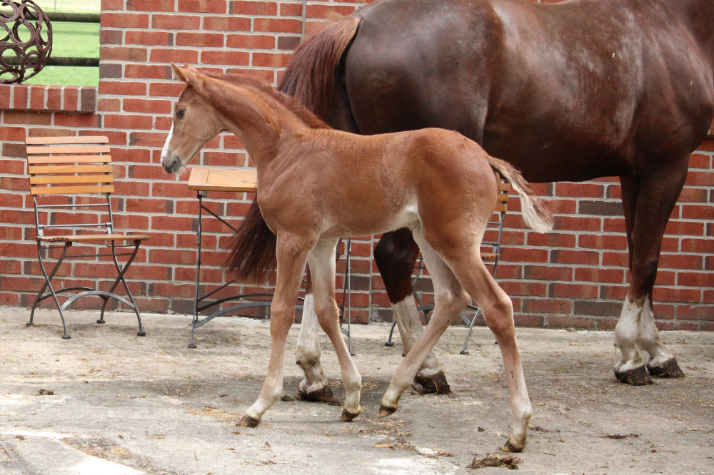 Fohlen v. Uriko_Pferdezucht Kleine_Warmsen