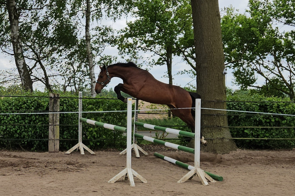 Jamie Lee_Pferdezucht Kleine_Warmsen_Sprung