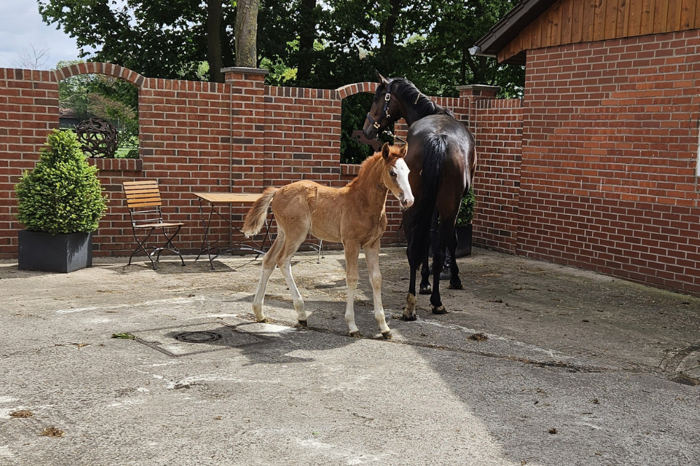 Oh La La_Pferdezucht Kleine_Warmsen