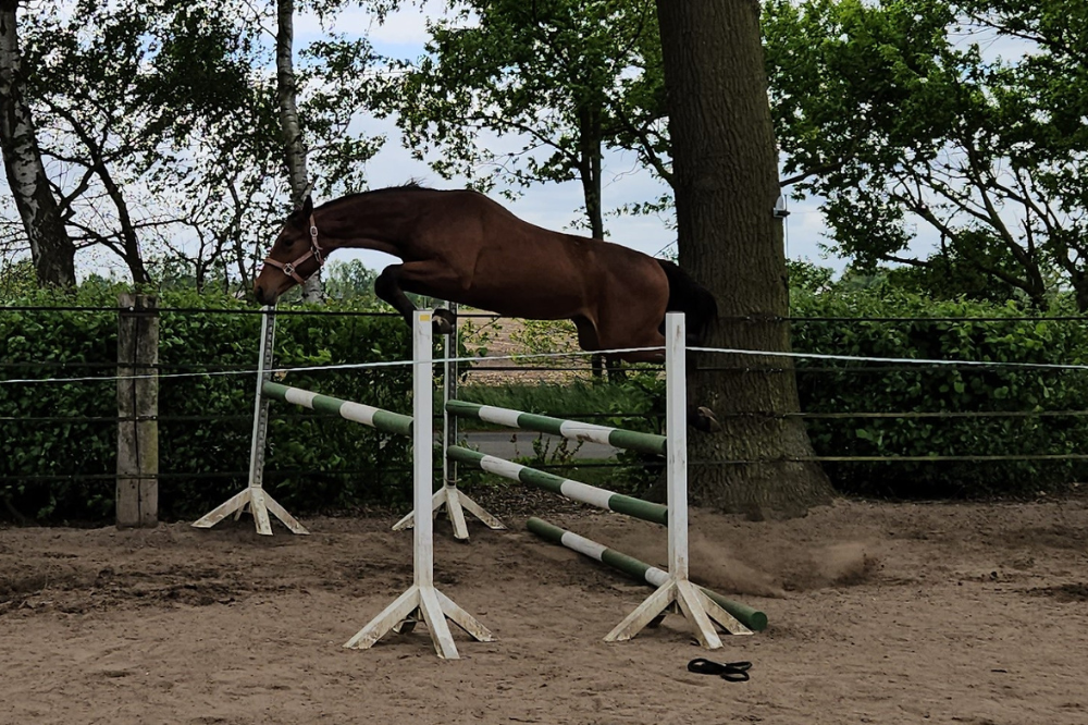 Querido_Pferdezucht Kleine_Warmsen (2)