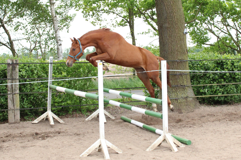 Quintera Lolita_Pferdezucht Kleine_Warmsen