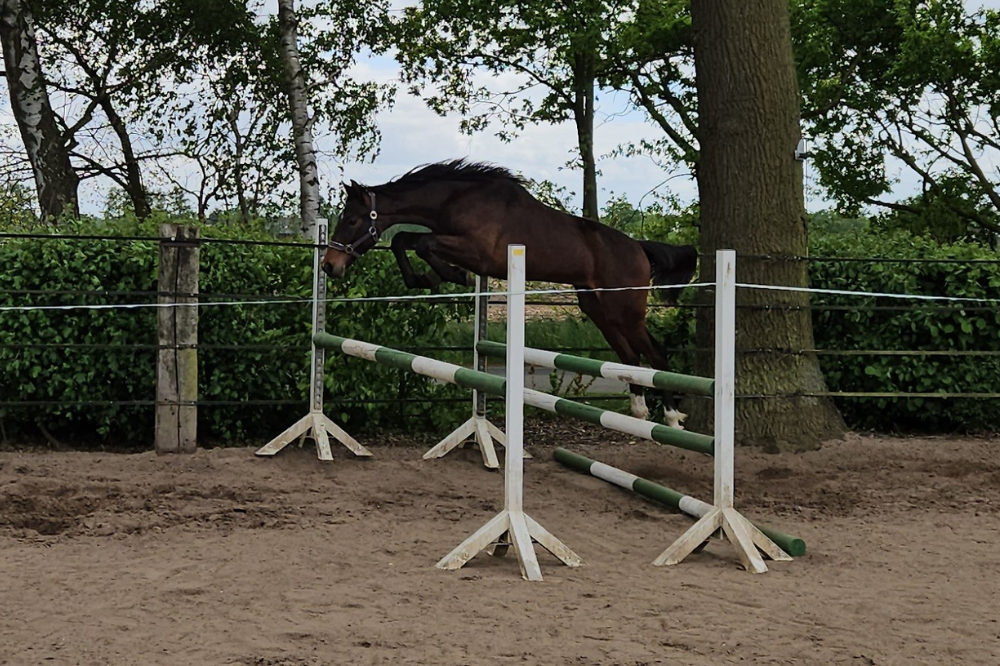 Silas_Pferdezucht Kleine_Warmsen