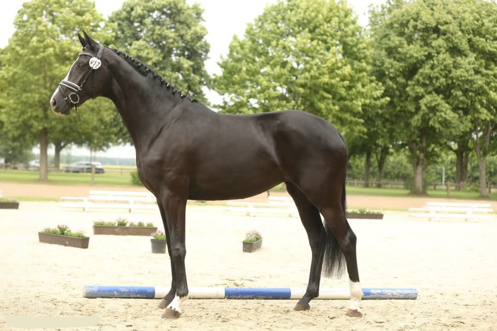 Black Pearl_Pferdezucht Kleine_Warmsen