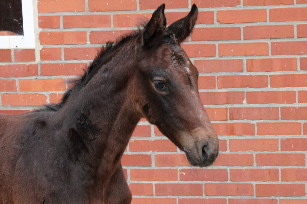 Fohlen v Untouchable_Pferdezucht Kleine_Warmsen